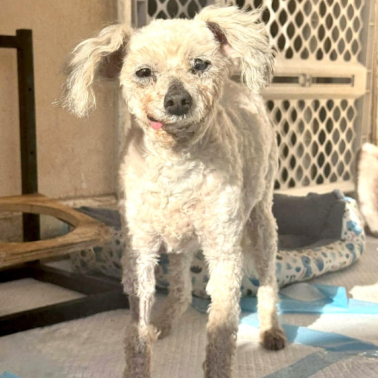 Enlarge Little Ellen, a Adoptable mixed breed in Saint Helens, OR image 2/6