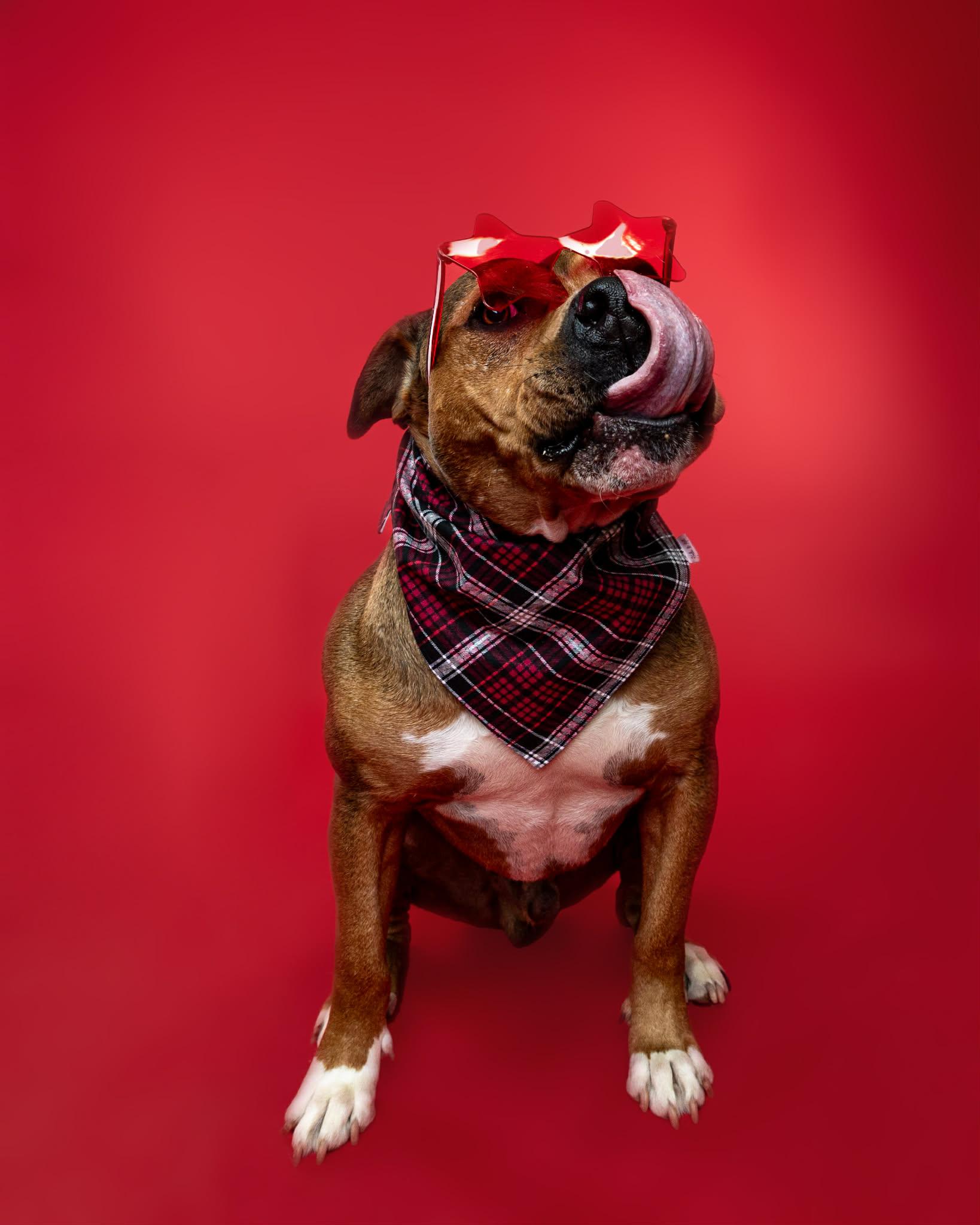 Enlarge Mr. Muffin Man, a Adoption Pending mixed breed in Troy, MI image 1/6