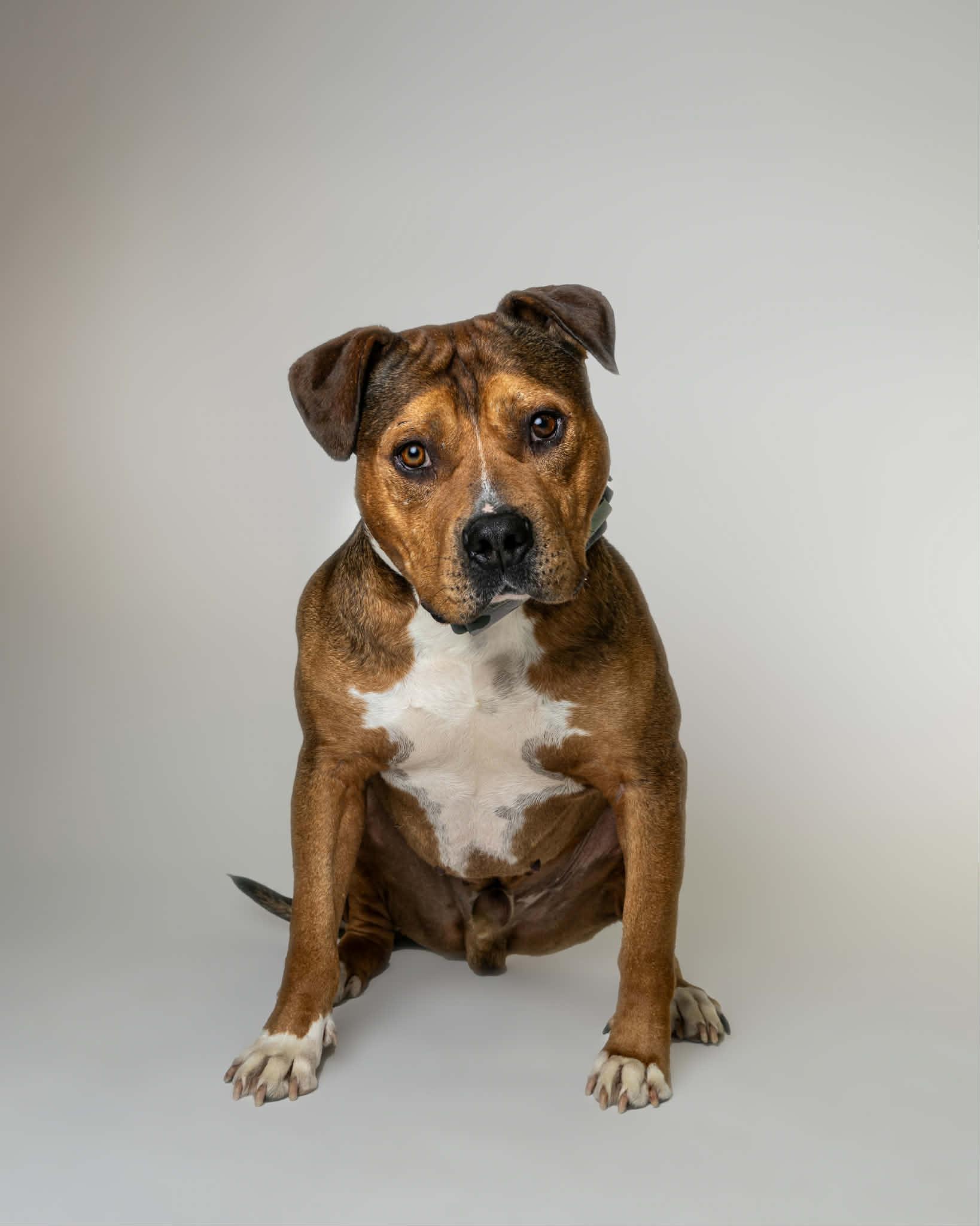Enlarge Mr. Muffin Man, a Adoption Pending mixed breed in Troy, MI image 2/6