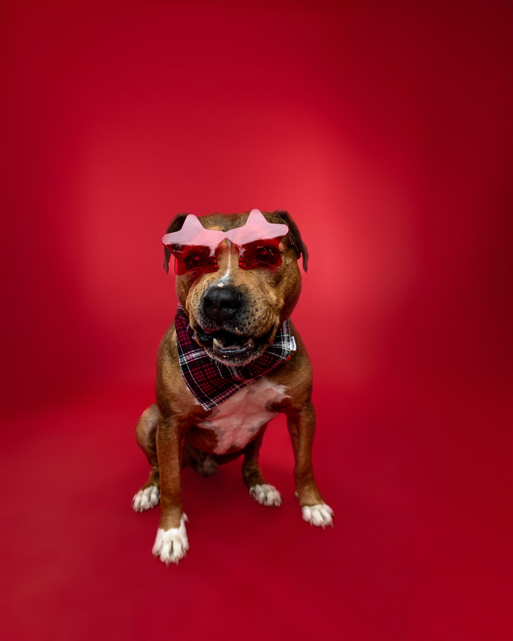 Enlarge Mr. Muffin Man, a Adoption Pending mixed breed in Troy, MI image 3/6