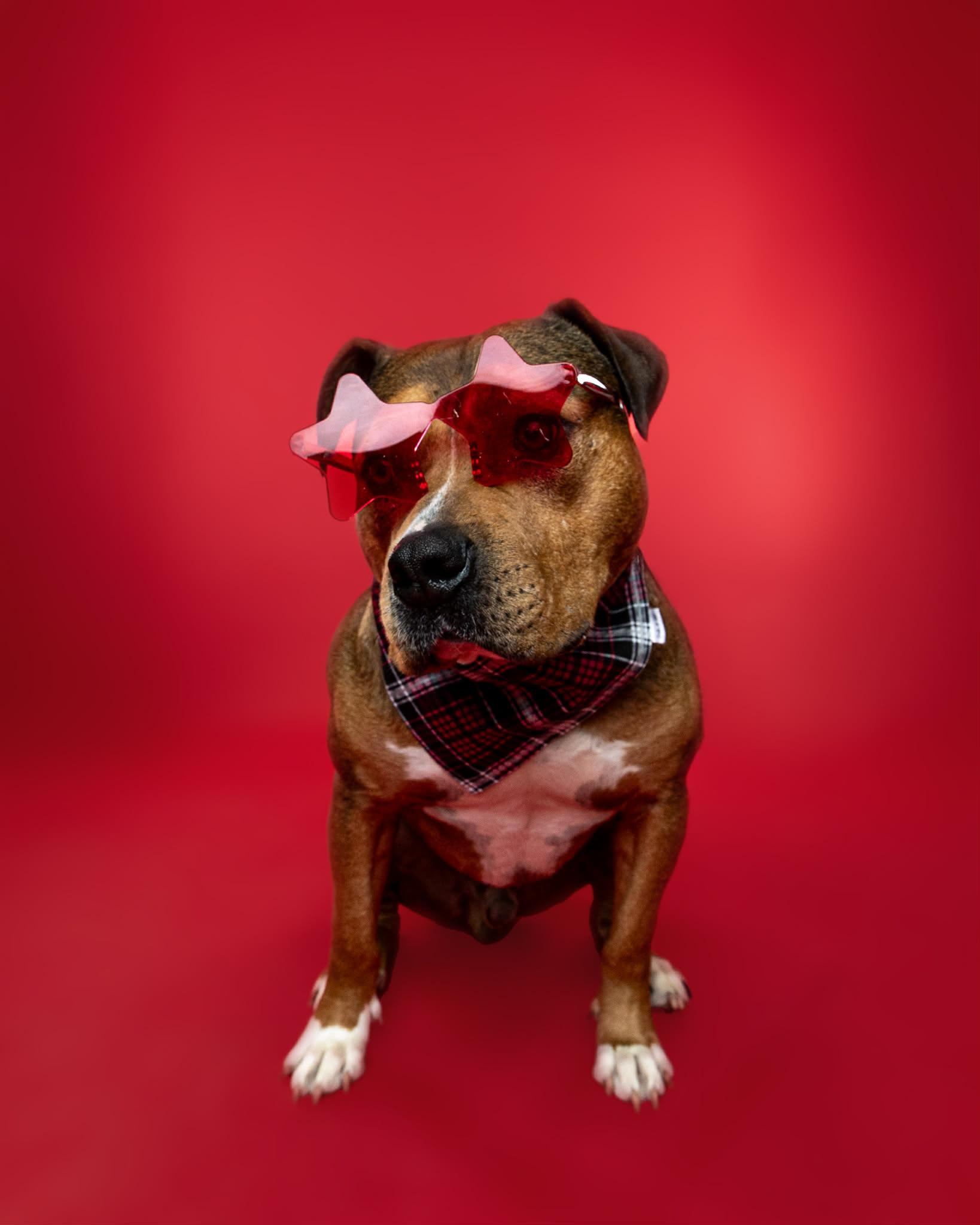 Enlarge Mr. Muffin Man, a Adoption Pending mixed breed in Troy, MI image 4/6