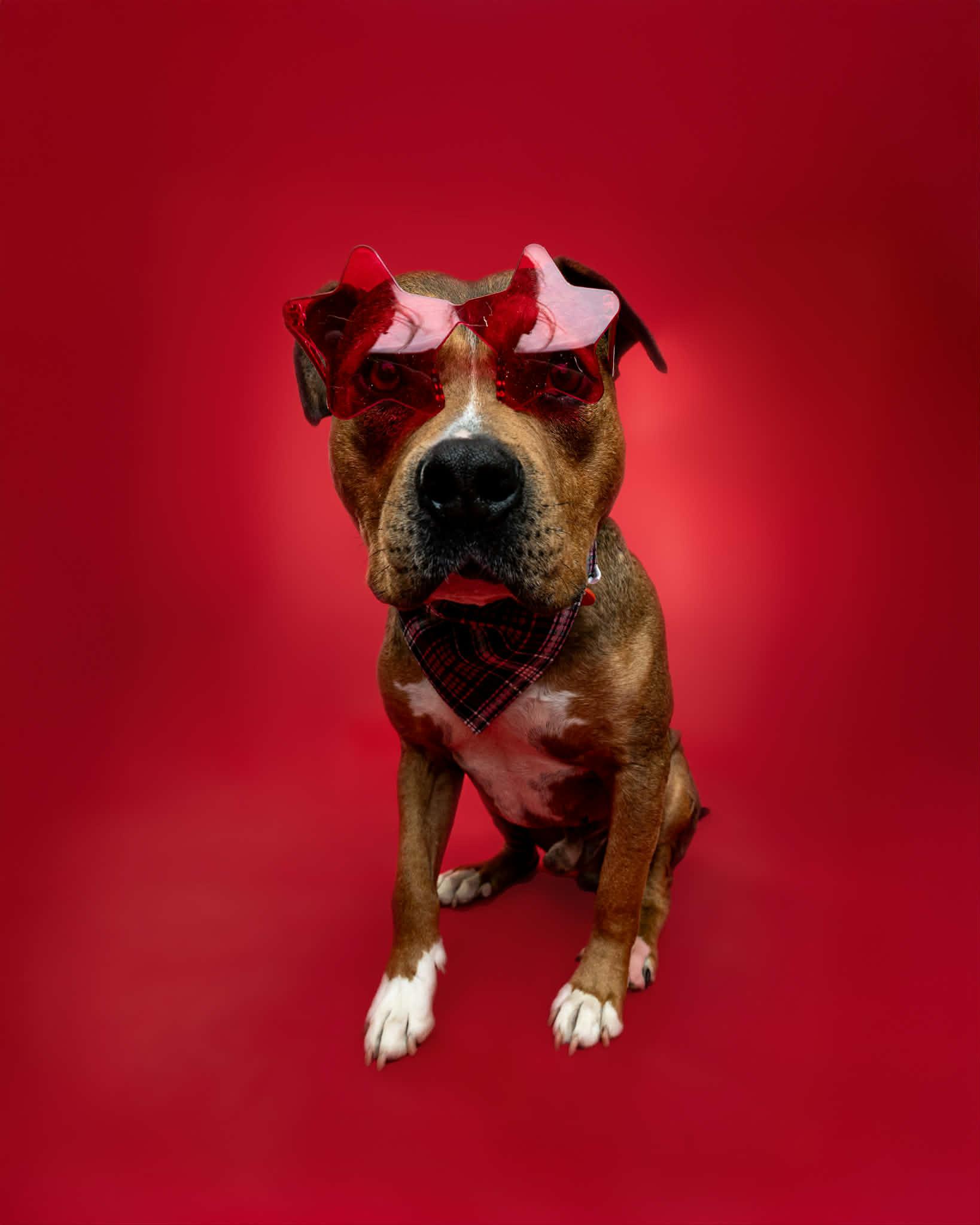 Enlarge Mr. Muffin Man, a Adoption Pending mixed breed in Troy, MI image 5/6