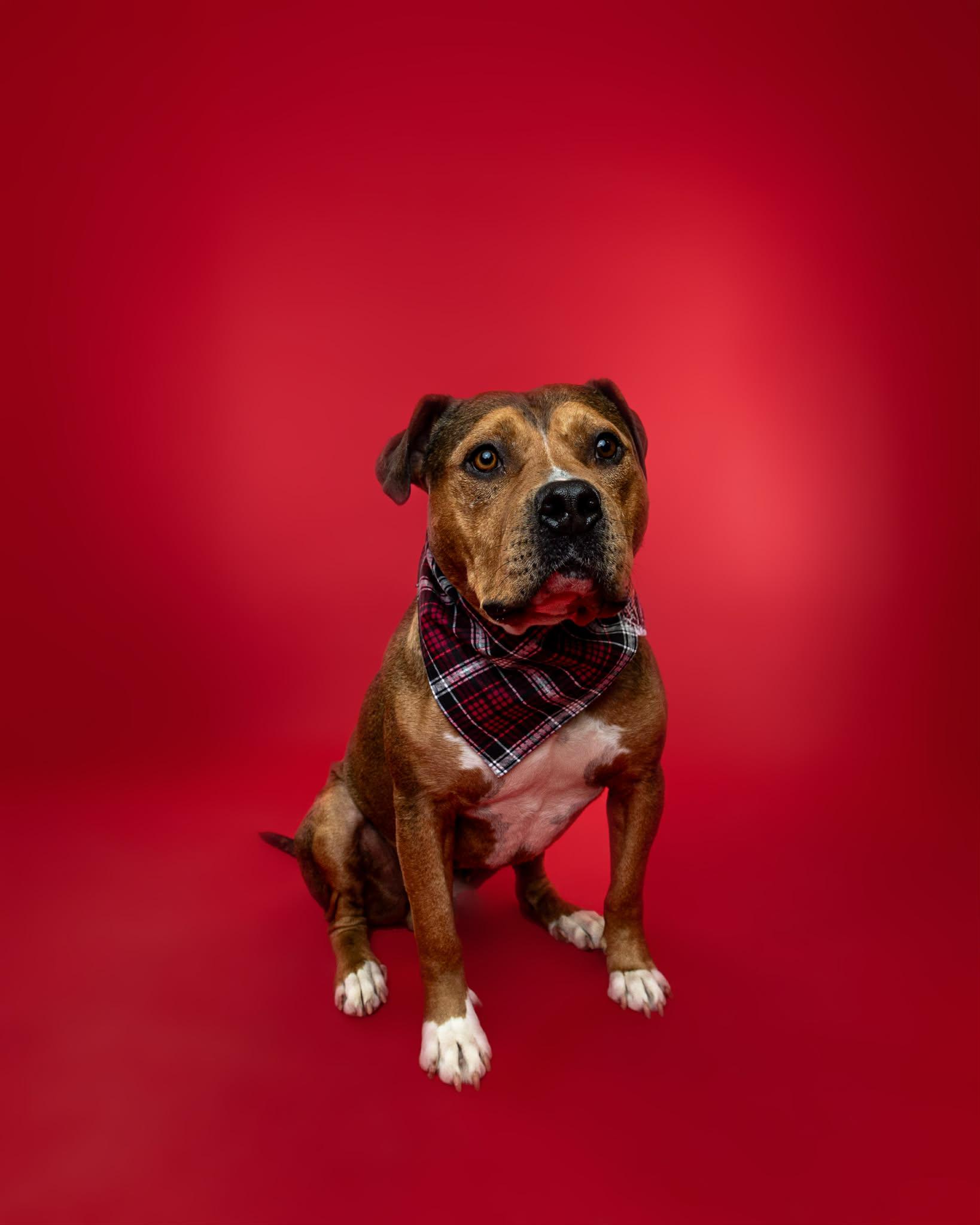 Enlarge Mr. Muffin Man, a Adoption Pending mixed breed in Troy, MI image 6/6