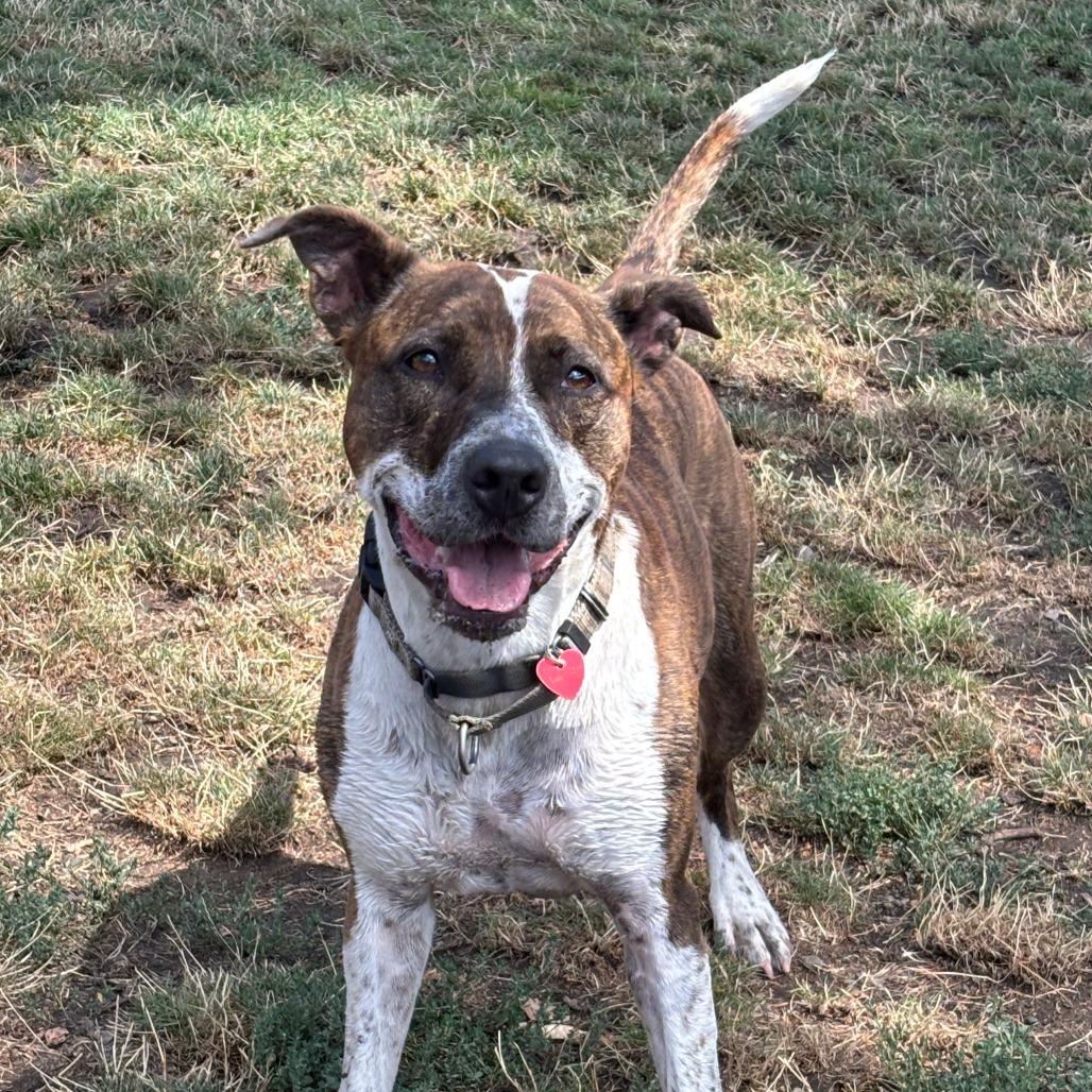 Harlequin, a Adoptable Mixed Breed in Medford, OR image 2/5