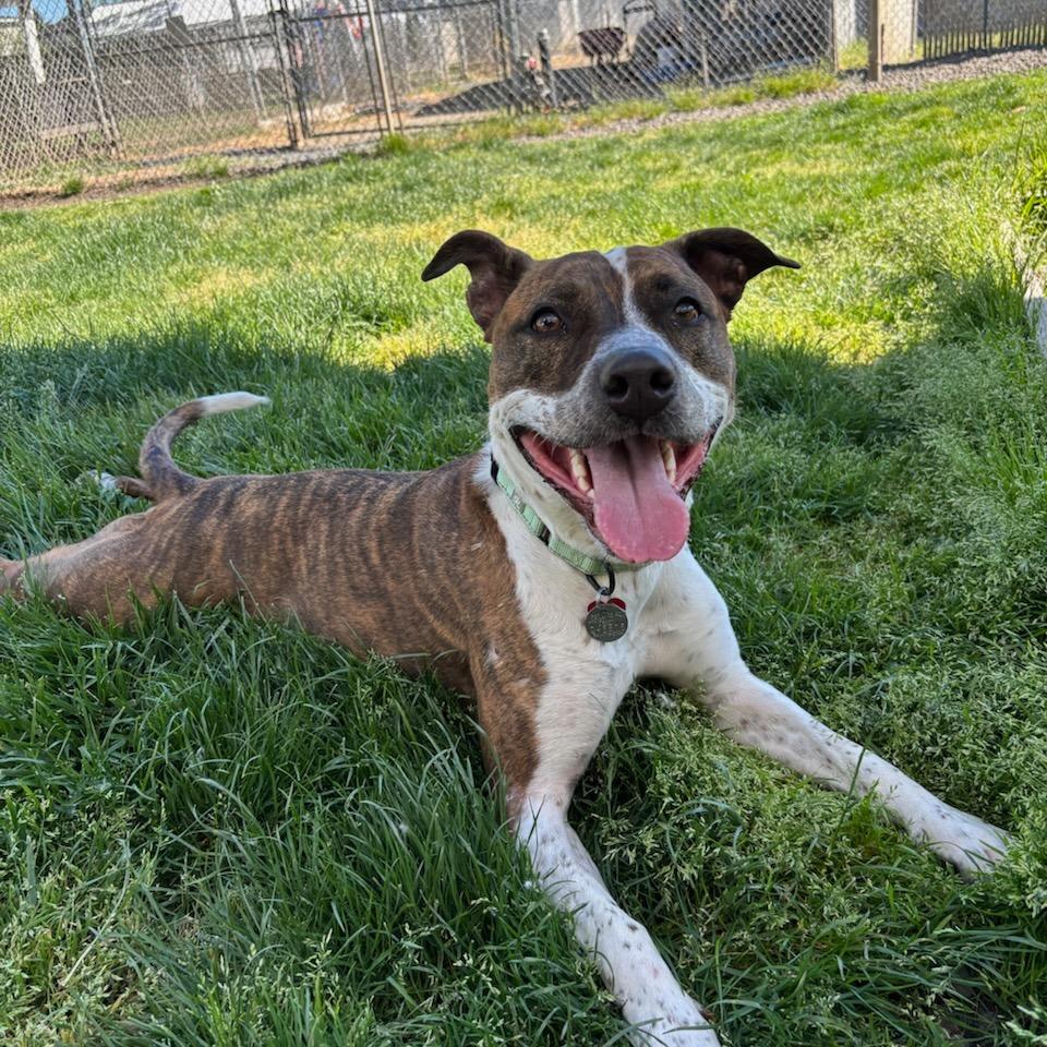 Enlarge Harlequin, a Adoptable Mixed Breed in Medford, OR image 2/3