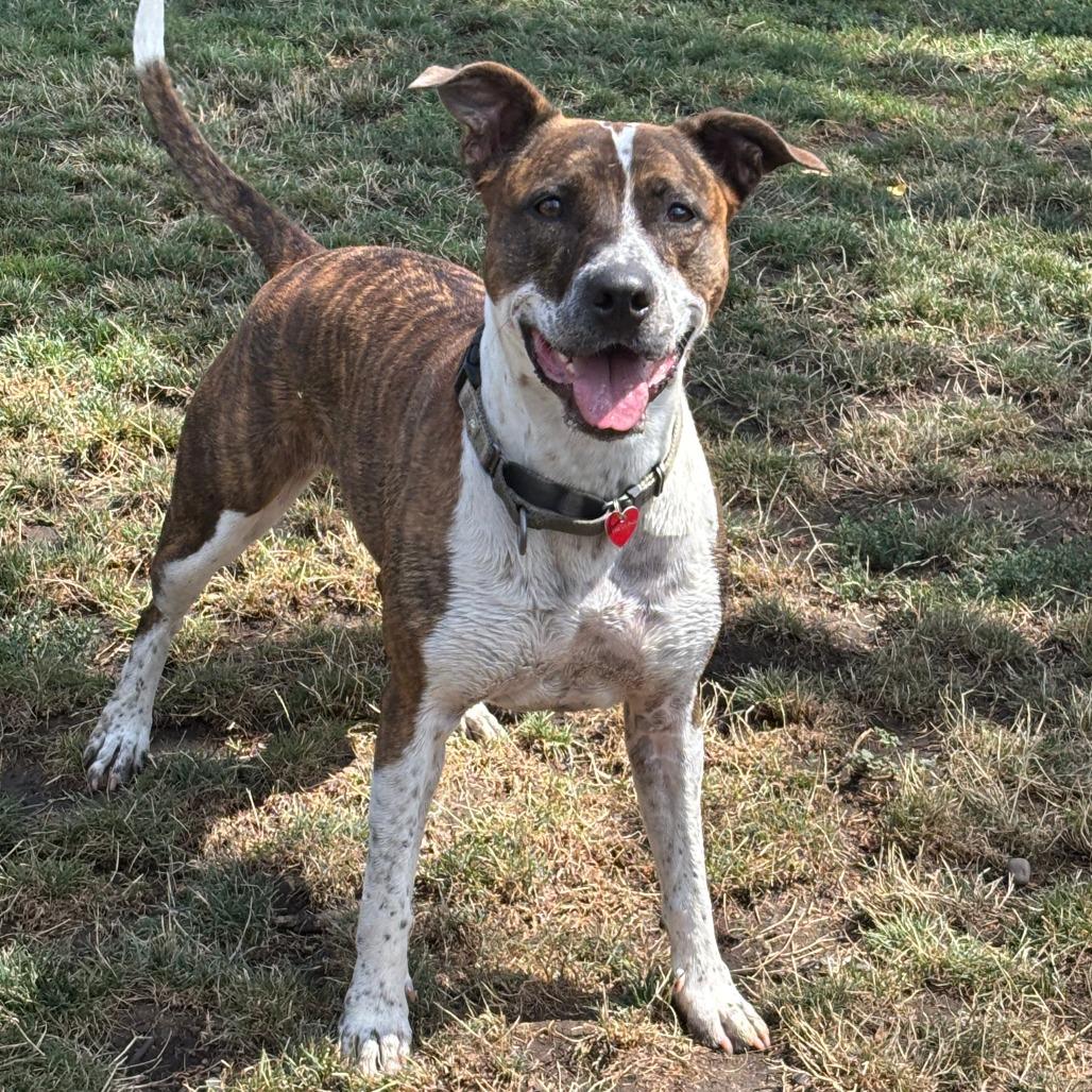 Harlequin, a Adoptable Mixed Breed in Medford, OR image 4/5