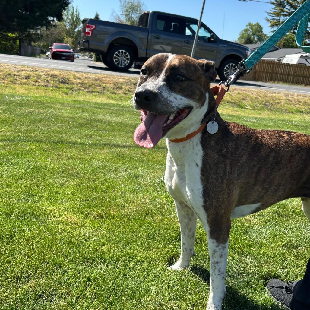 Enlarge Harlequin, a Adoptable Mixed Breed in Medford, OR image 3/3