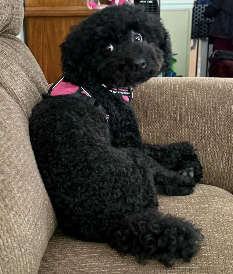 Enlarge Junie, a Adoptable Miniature Poodle in Terre Haute, IN image 3/3