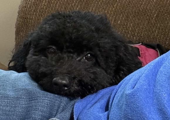 Enlarge Junie, a Adoptable Miniature Poodle in Terre Haute, IN image 2/3