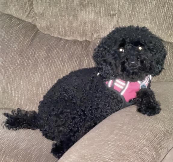 Junie, Adoptable, Young Female Miniature Poodle.