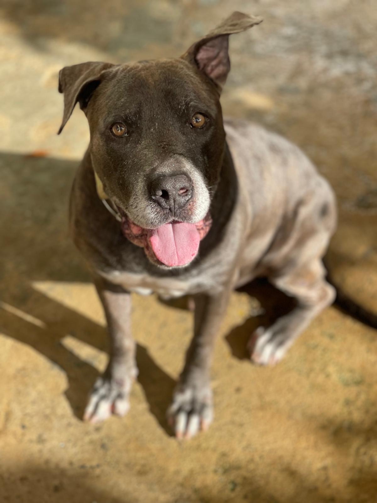 Enlarge Luther, a Adoptable mixed breed in San Juan, PR image 1/5