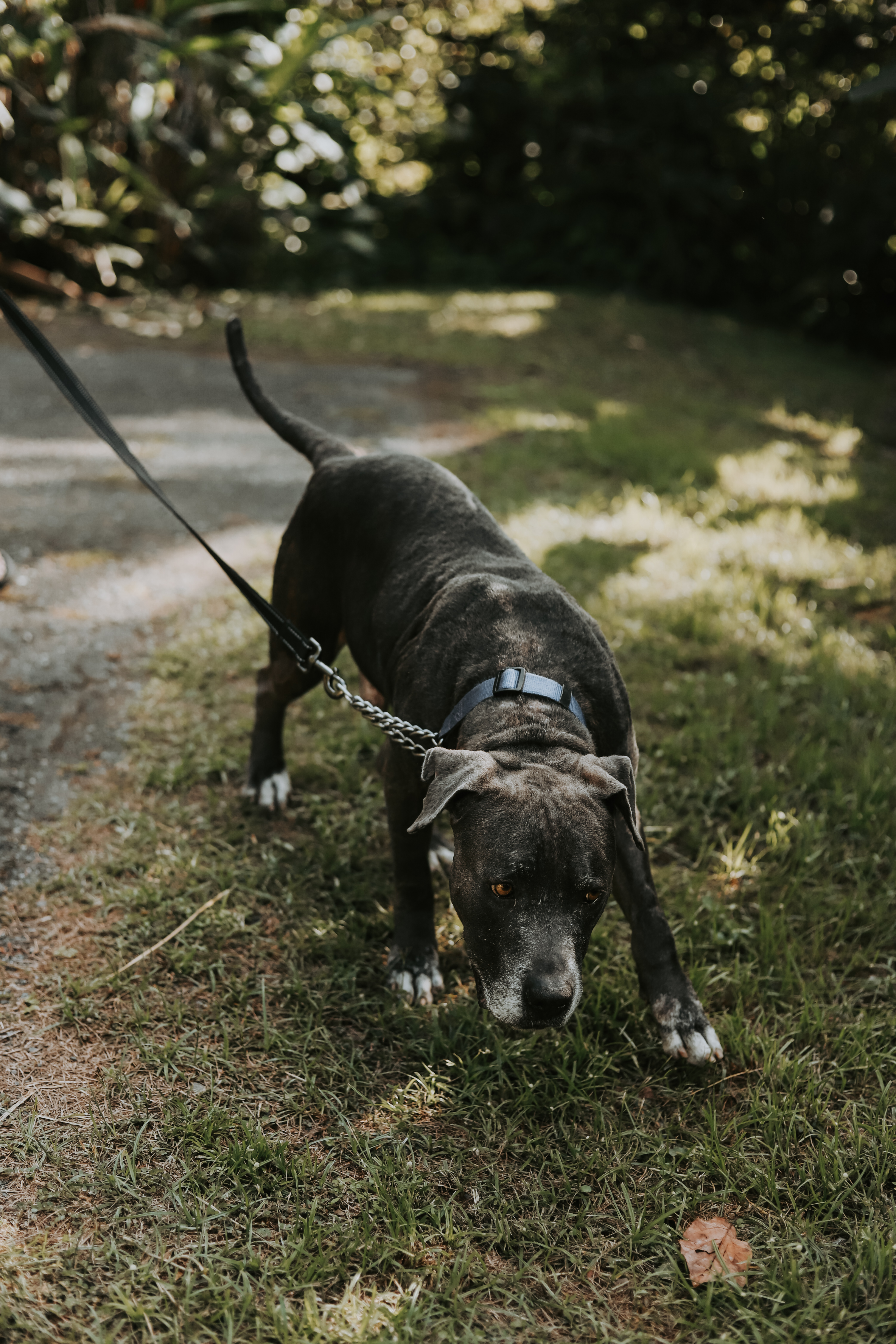 Enlarge Luther, a Adoptable mixed breed in San Juan, PR image 5/5