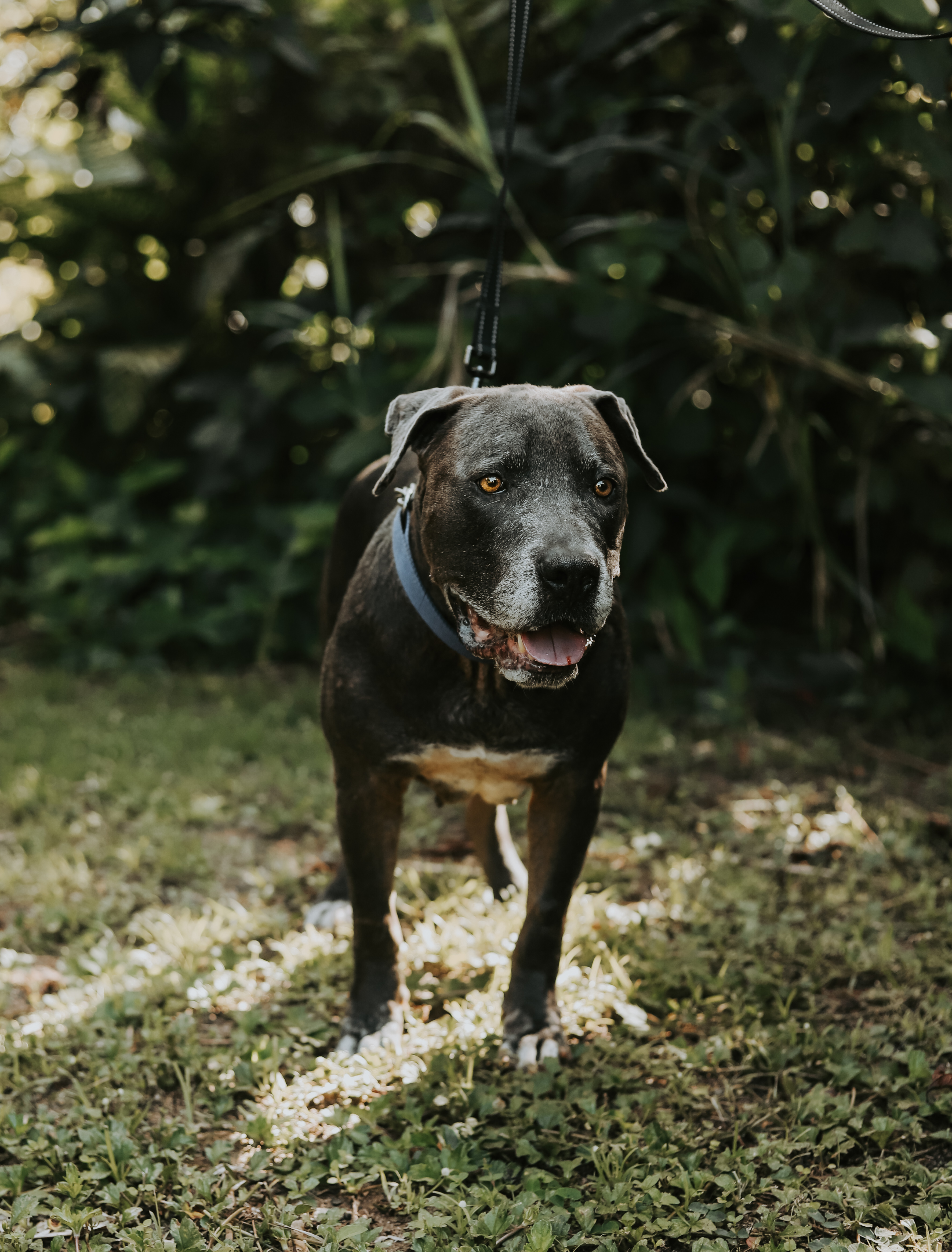 Enlarge Luther, a Adoptable mixed breed in San Juan, PR image 4/5