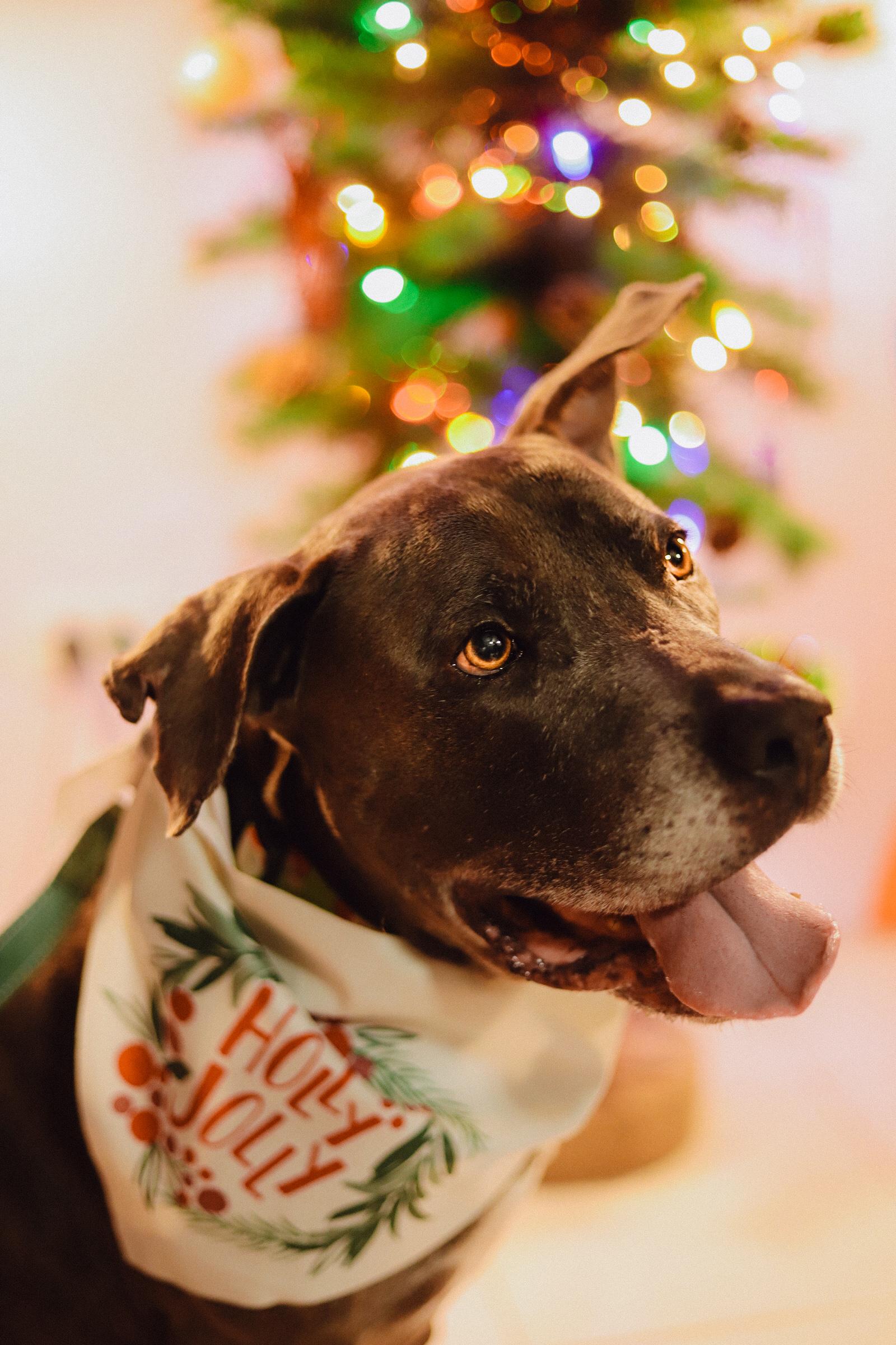 Enlarge Luther, a Adoptable mixed breed in San Juan, PR image 3/5