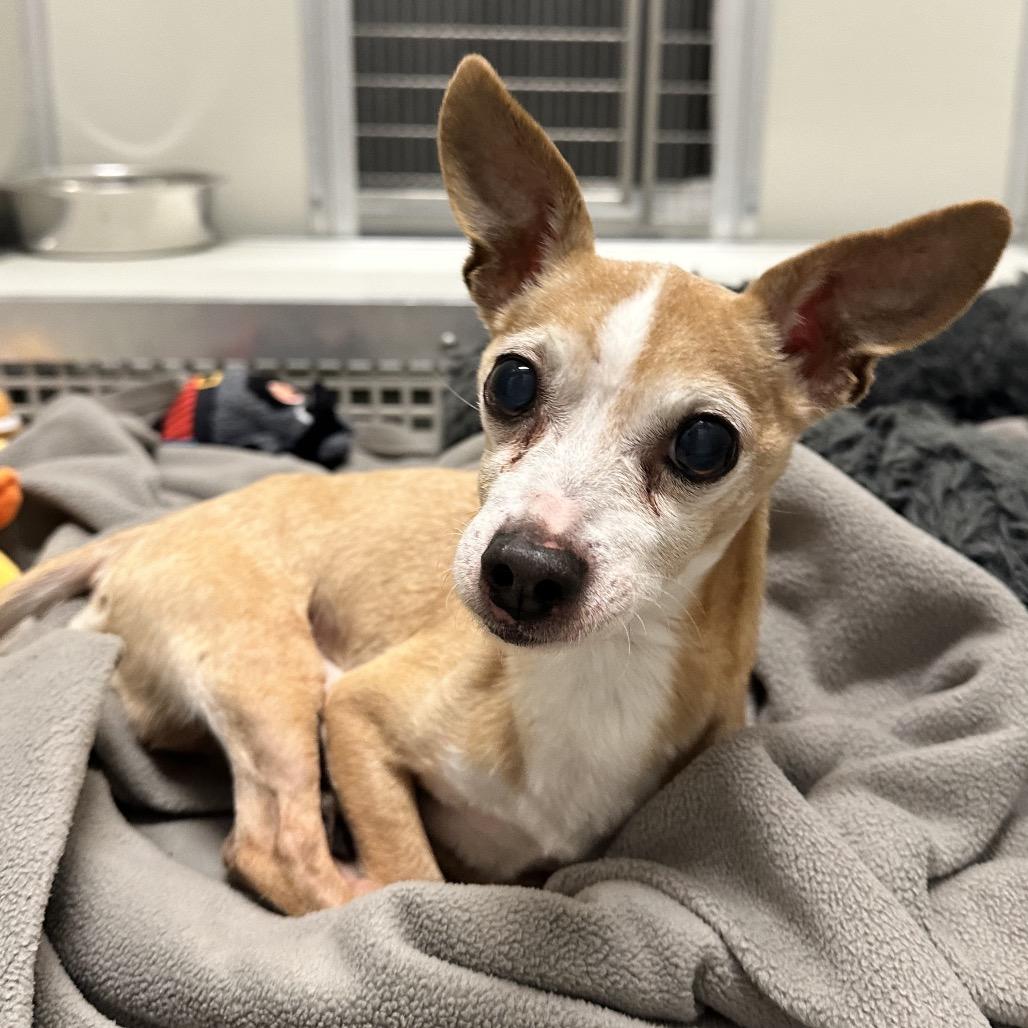 Enlarge Taco, a Adoptable Chihuahua in Hinsdale, IL image 1/1