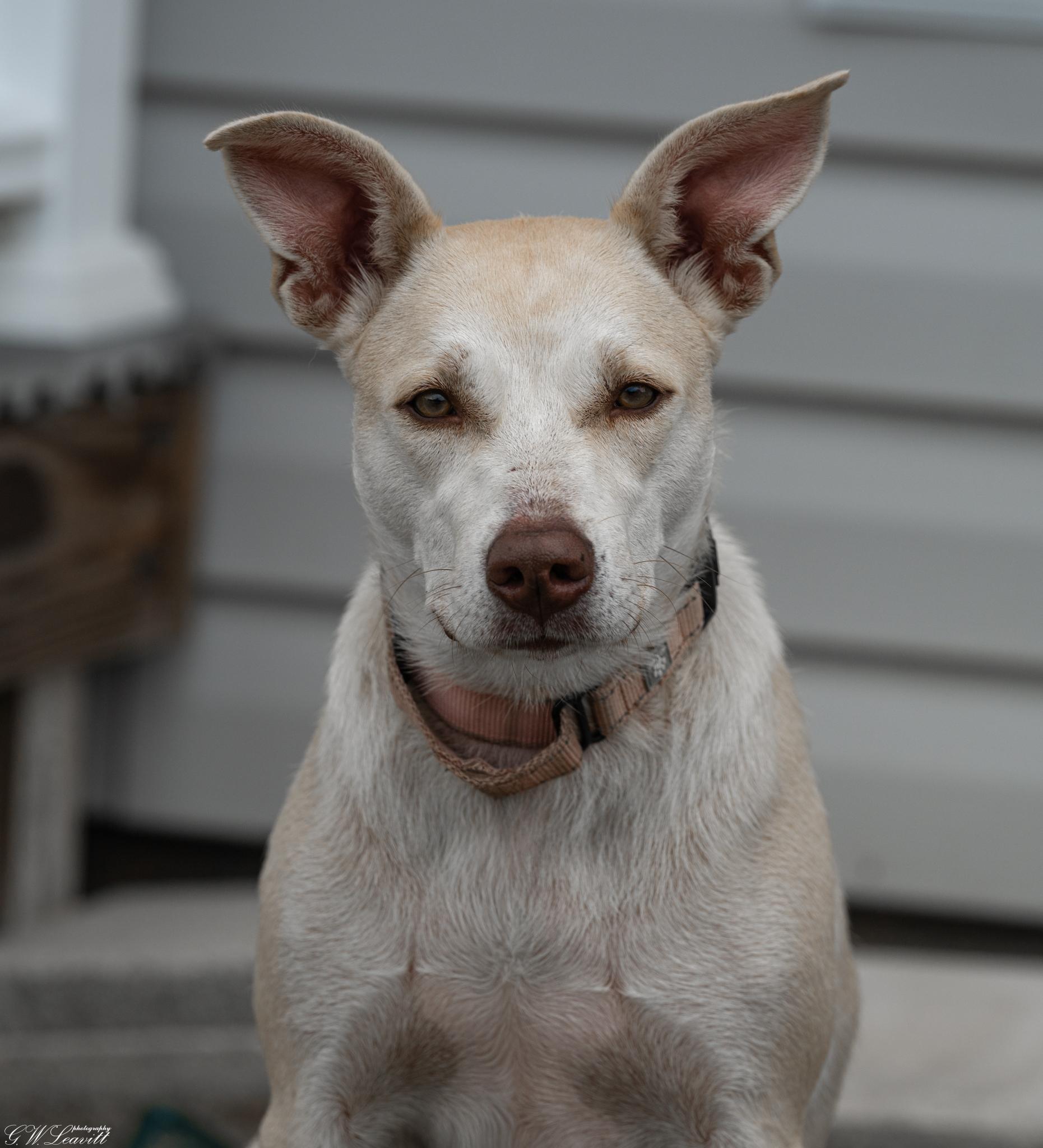 Enlarge Sunshine (Available in Florida), a Adoptable Mixed Breed in BONIFAY, FL image 2/5