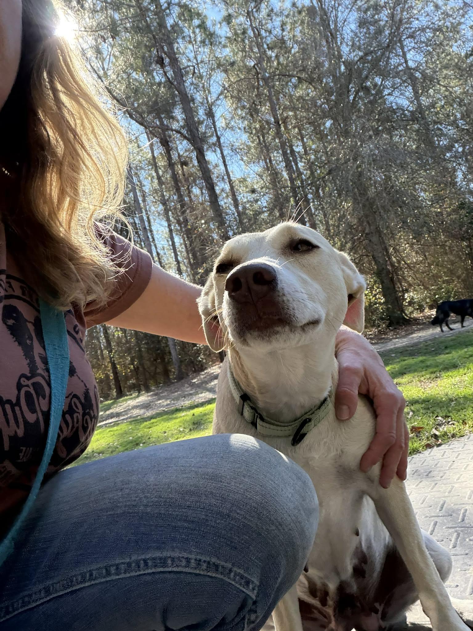 Enlarge Sunshine (Available in Florida), a Adoptable Mixed Breed in BONIFAY, FL image 5/5