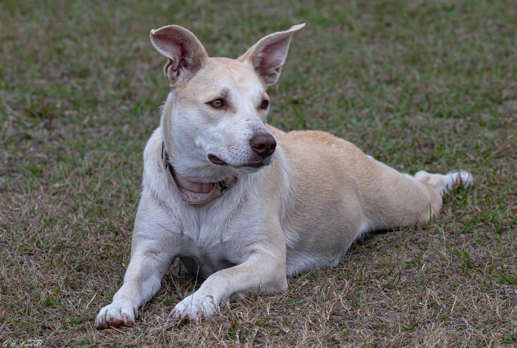 Enlarge Sunshine (Available in Florida), a Adoptable Mixed Breed in BONIFAY, FL image 3/5