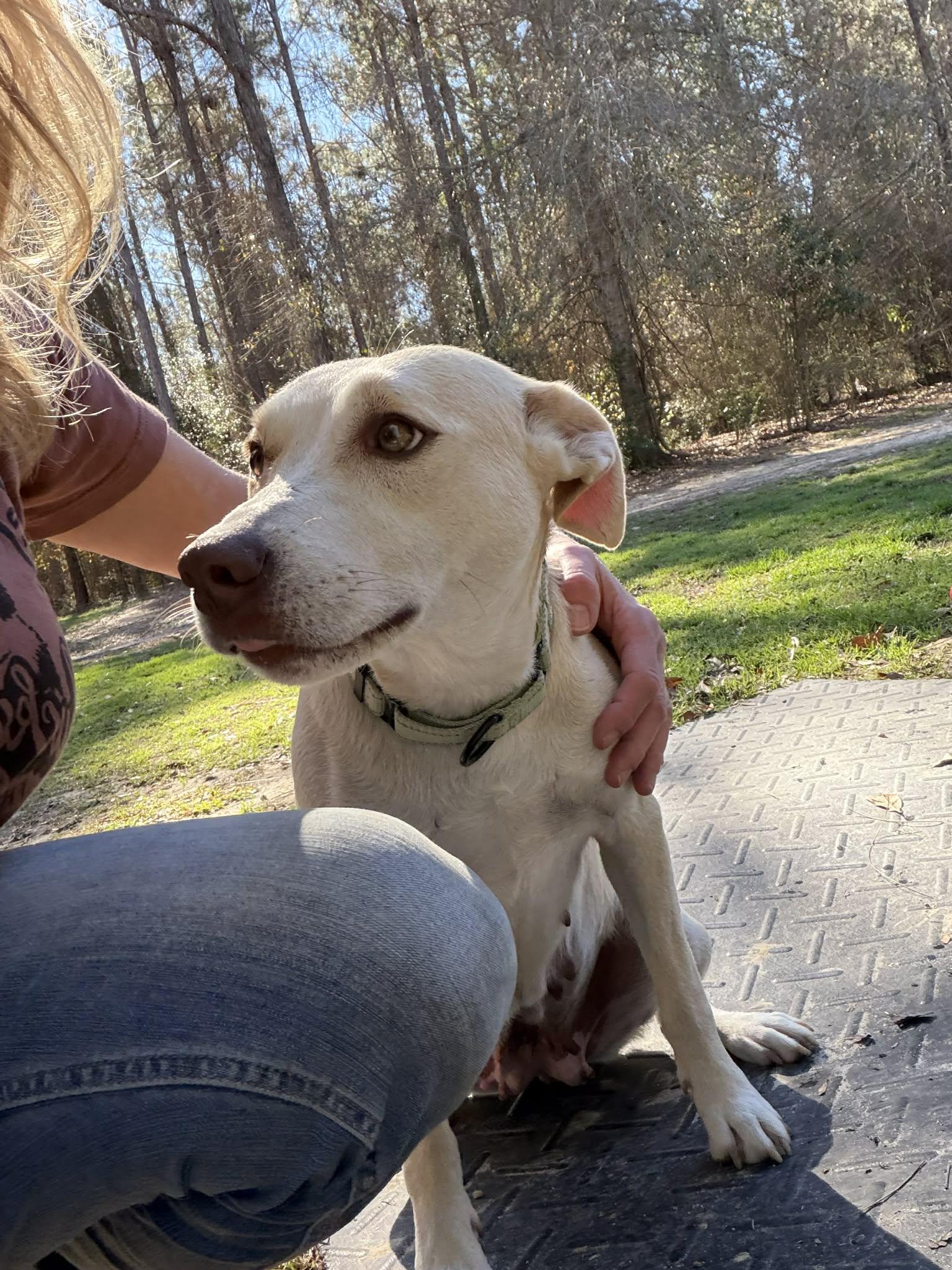 Enlarge Sunshine (Available in Florida), a Adoptable Mixed Breed in BONIFAY, FL image 1/5