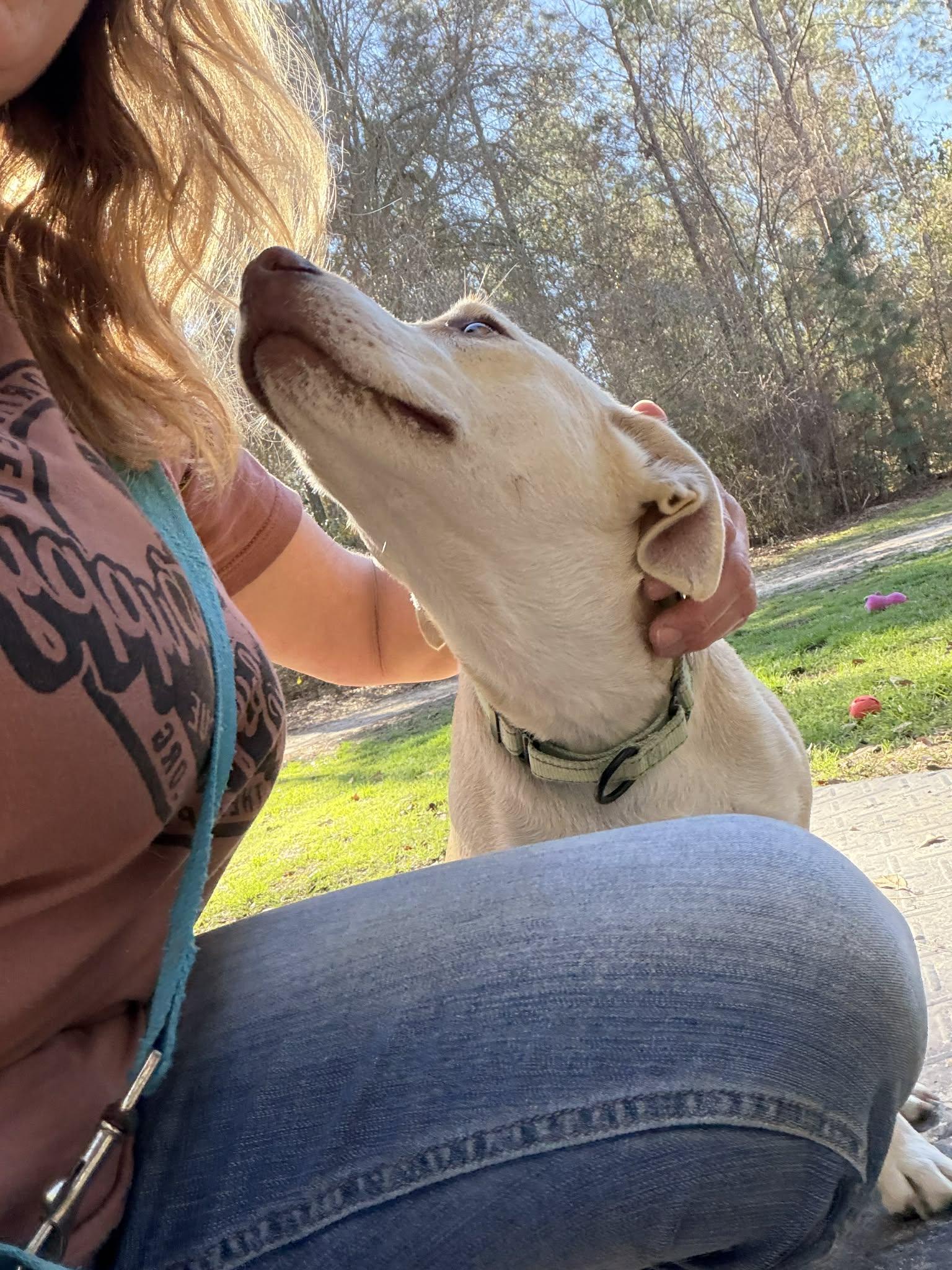 Enlarge Sunshine (Available in Florida), a Adoptable Mixed Breed in BONIFAY, FL image 4/5