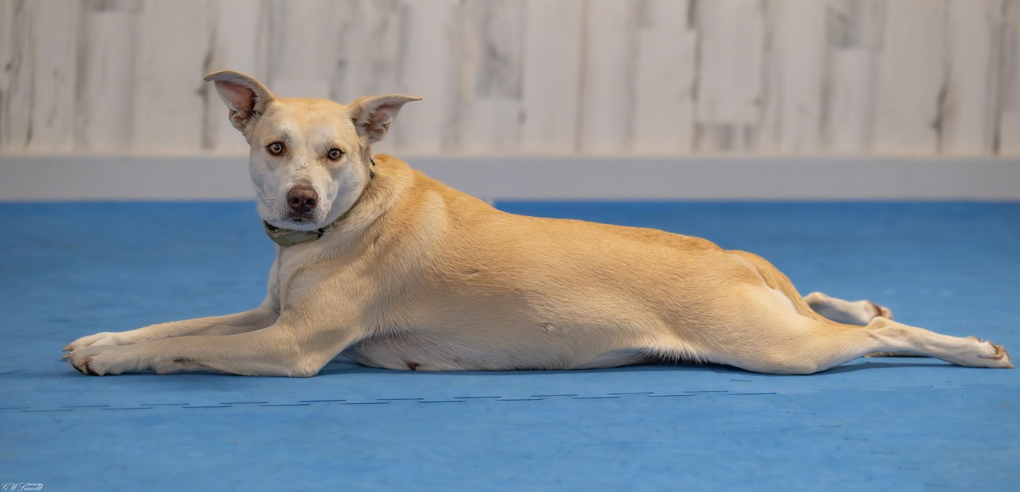 Enlarge Sunshine (Available in Florida), a Adoptable Mixed Breed in BONIFAY, FL image 6/6