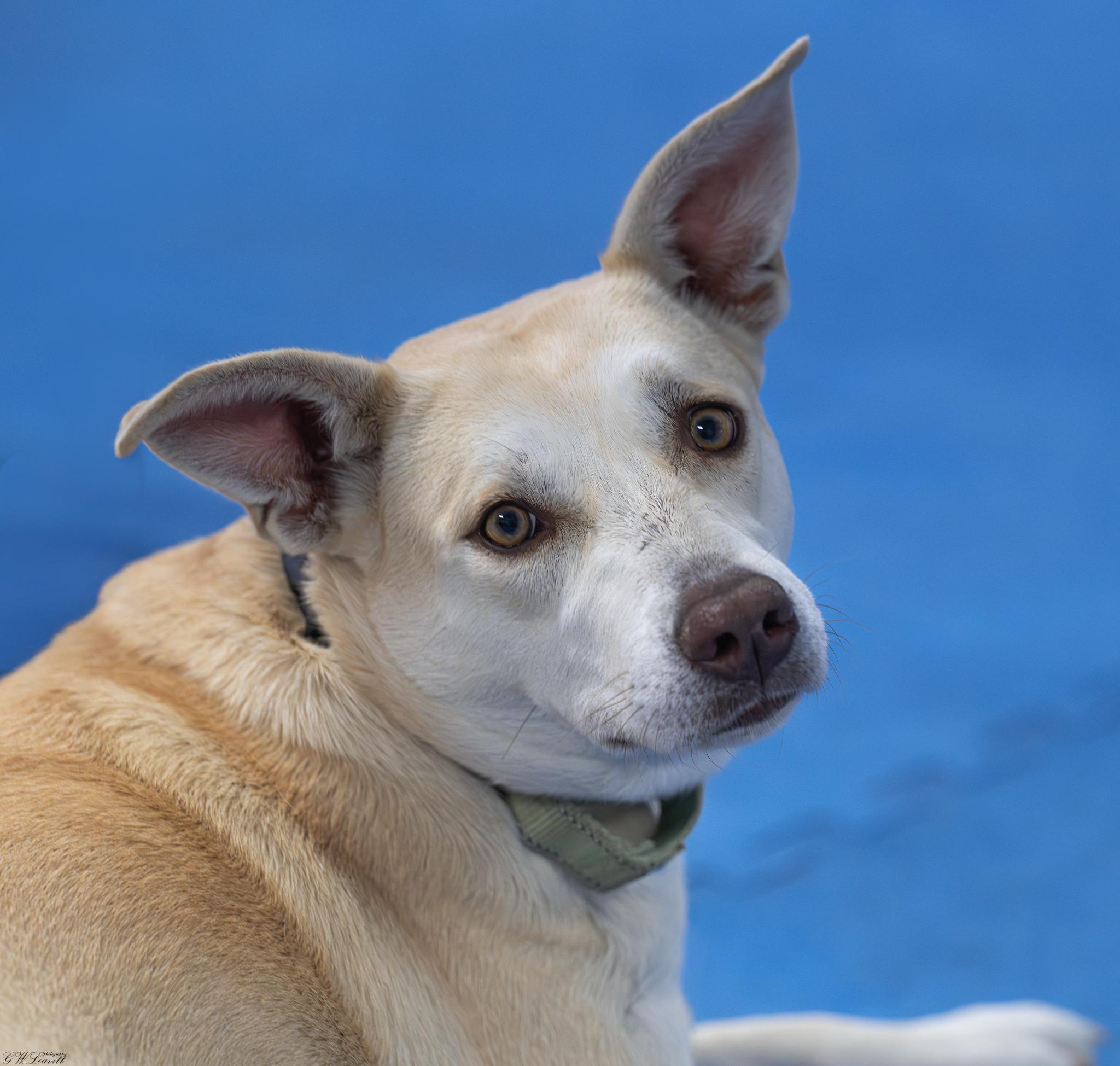 Sunshine (Available in Florida), Adoptable, Young Female Mixed Breed.