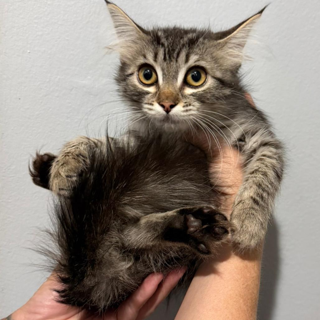 Anastasia, Adoptable, Kitten Female Domestic Long Hair.