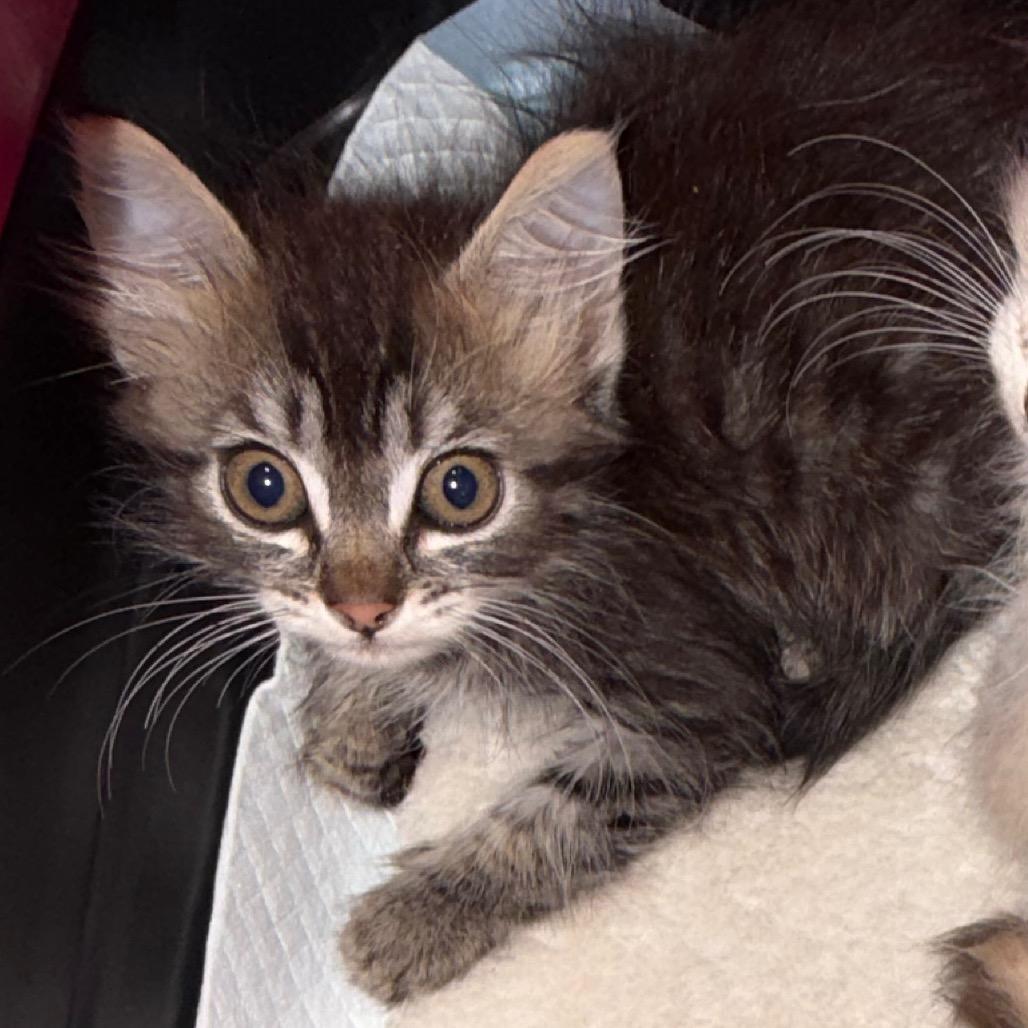 Enlarge Anastasia, a Adoptable Domestic Long Hair in Simi Valley, CA image 2/2