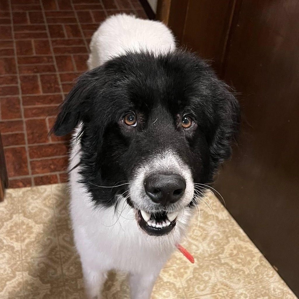 Bear, adopted, Young Male Great Pyrenees & Labrador Retriever.