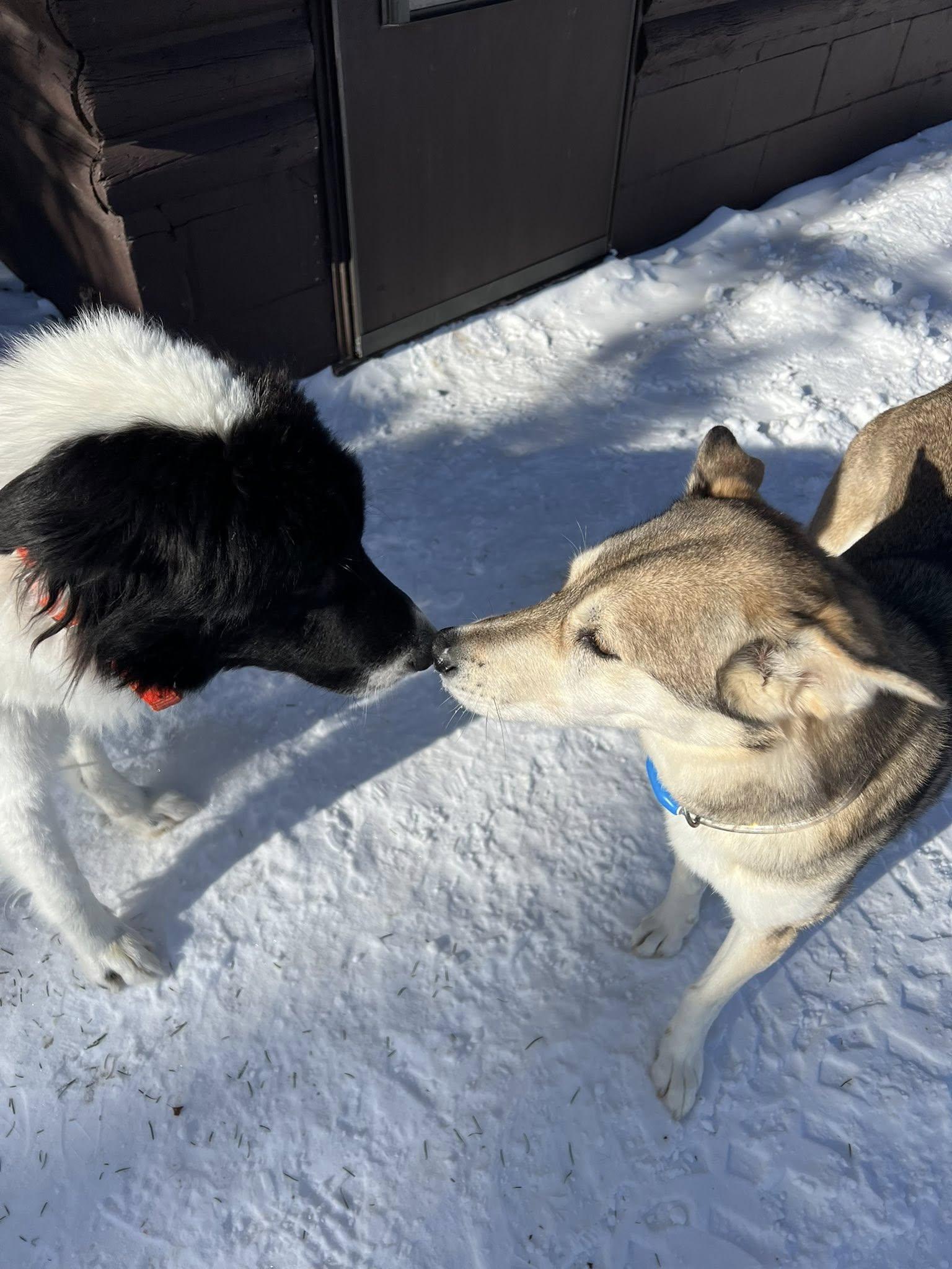 Enlarge Bear, an adopted mixed breed in Ely, MN image 3/4
