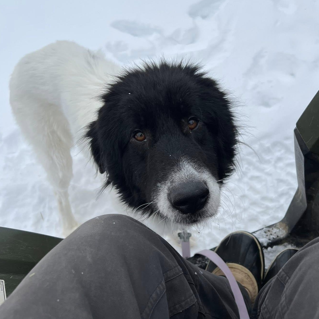 Enlarge Bear, an adopted mixed breed in Ely, MN image 4/4