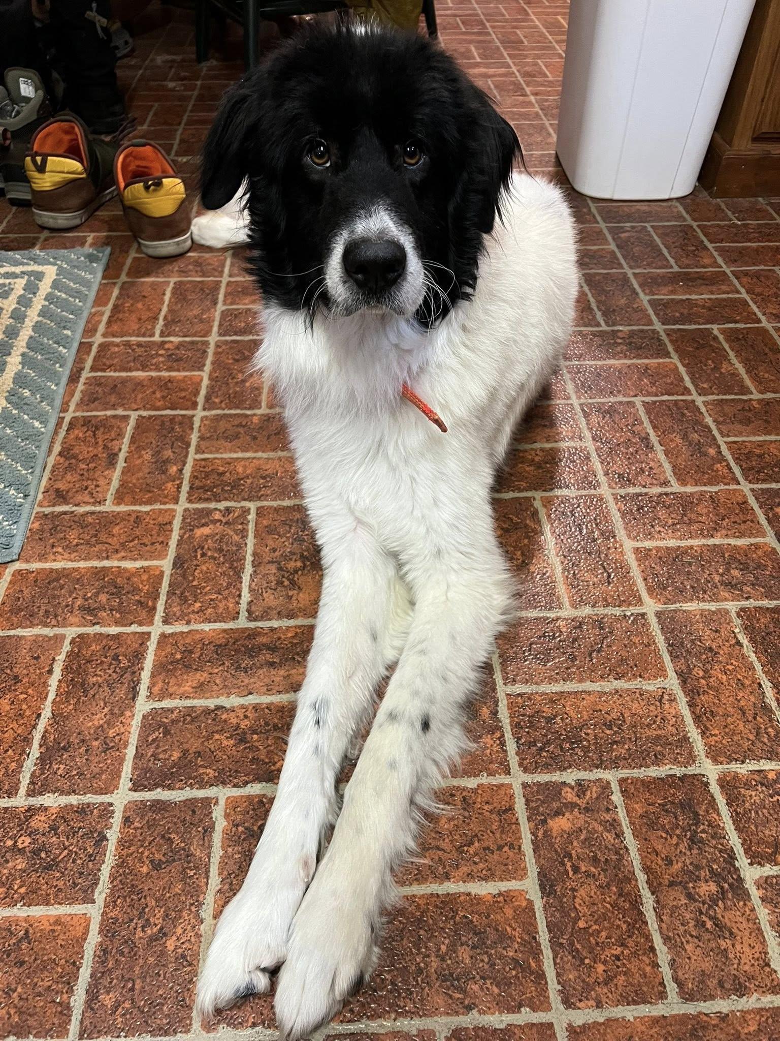 Enlarge Bear, an adopted mixed breed in Ely, MN image 2/4