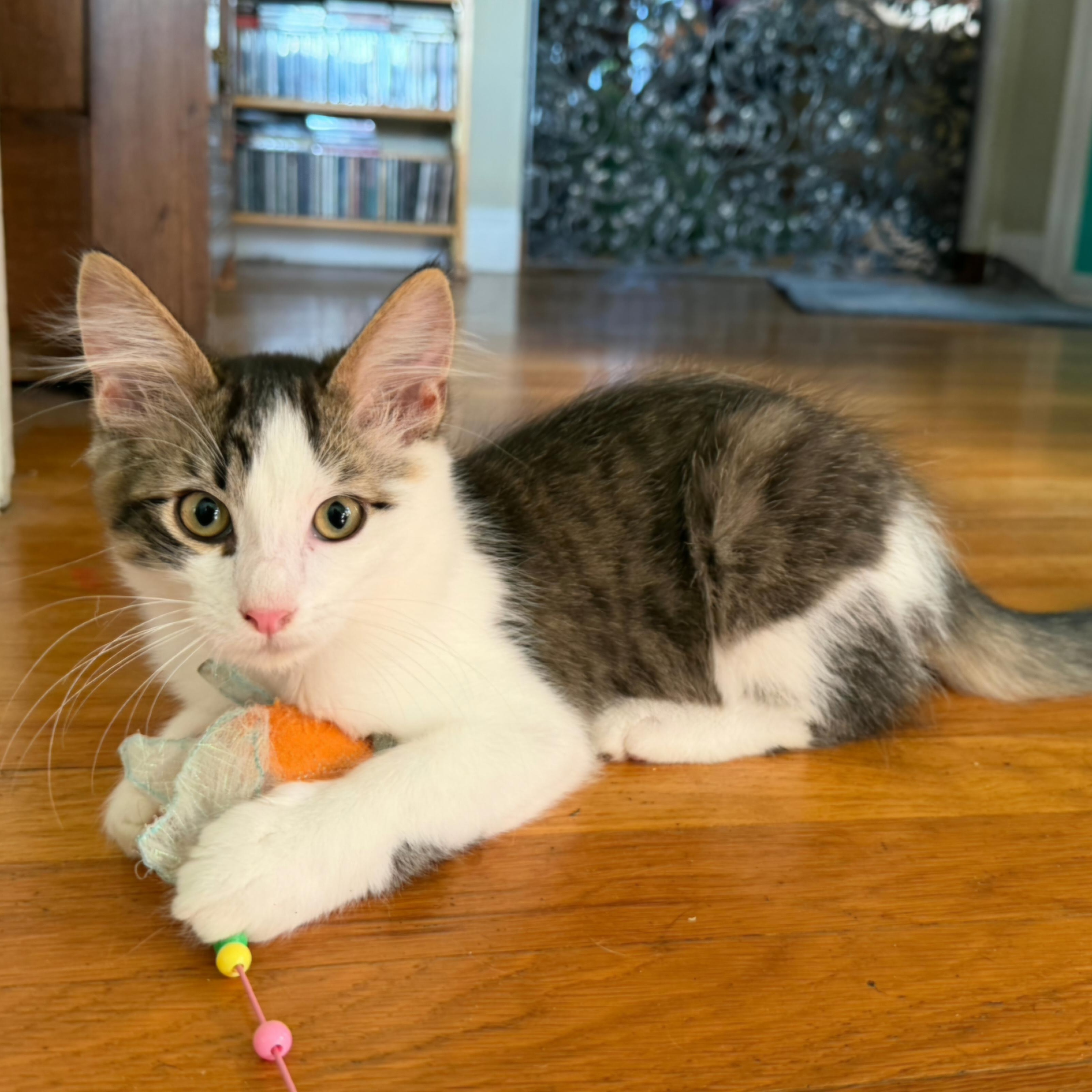 Heidi, Adoptable, Kitten Female Domestic Short Hair.