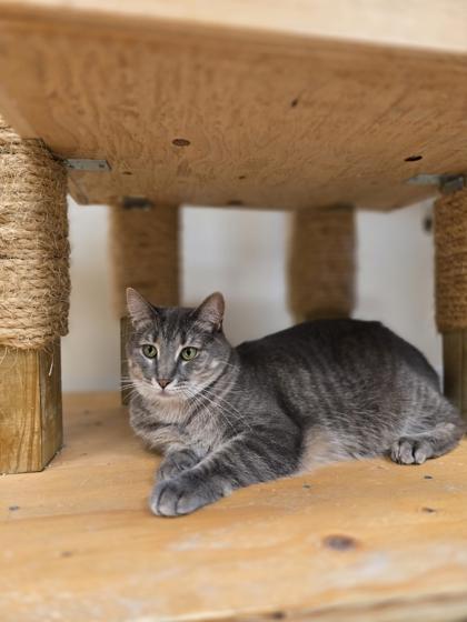 Enlarge Skye, a Adoptable Domestic Short Hair in Woodstock, IL image 2/3