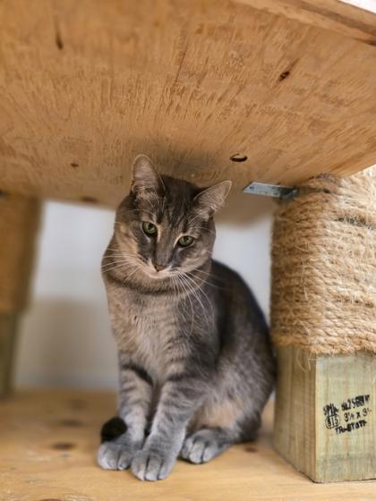 Skye, Adoptable, Adult Female Domestic Short Hair.