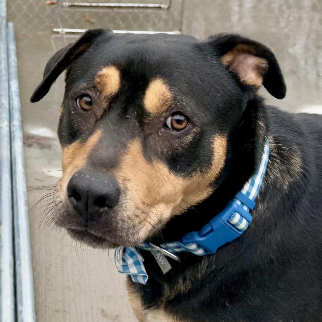 Koda, Adoptable, Adult Male Mixed Breed.