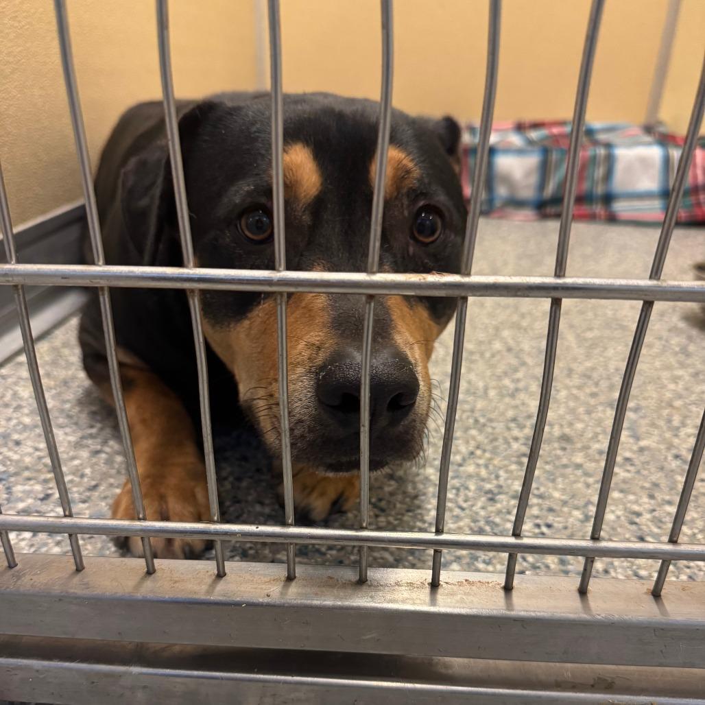 Enlarge Koda, a Adoptable Mixed Breed in Red House, WV image 2/3