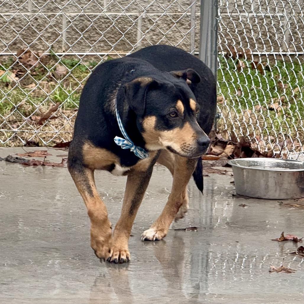 Enlarge Koda, a Adoptable Mixed Breed in Red House, WV image 3/3
