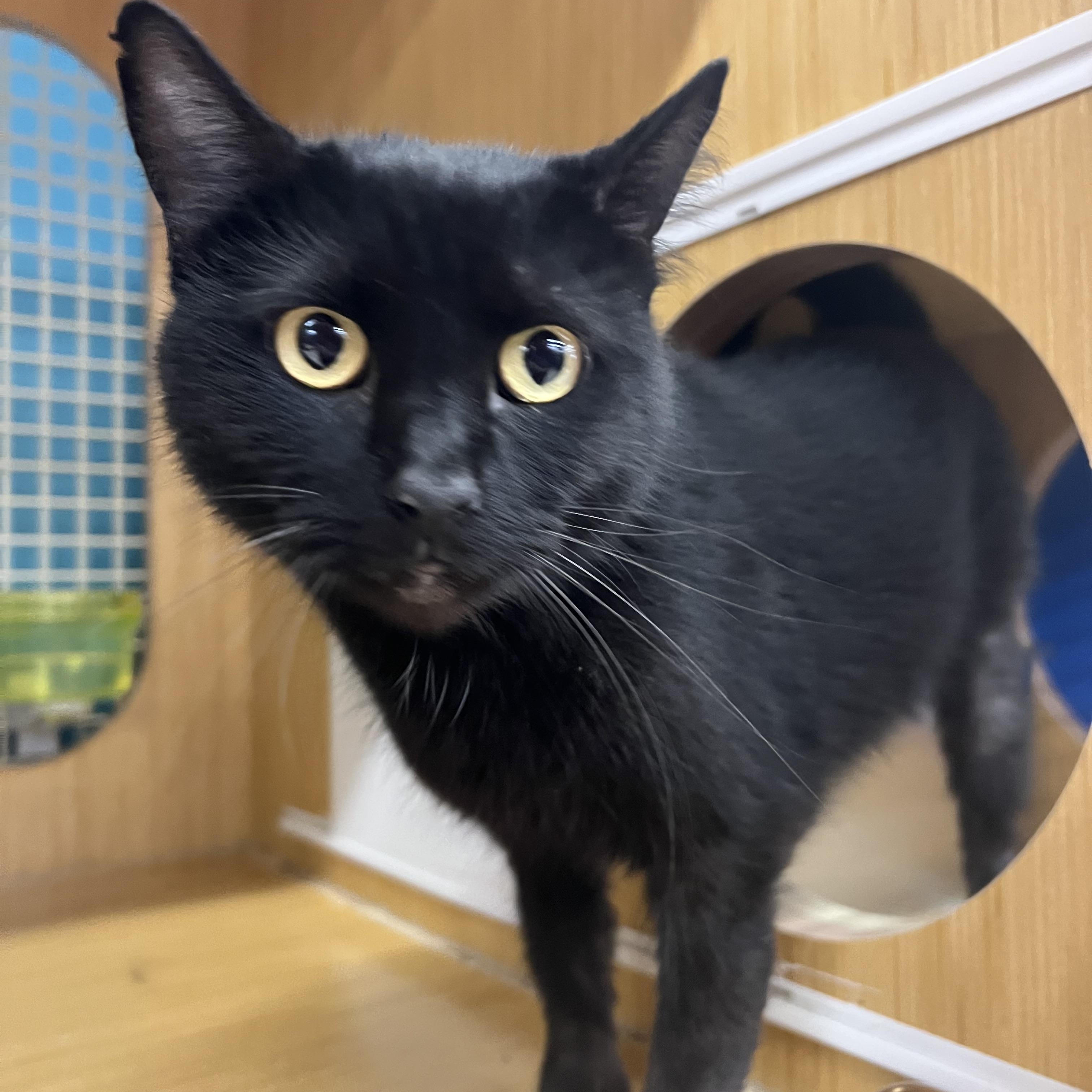 Poppy, a ADOPTABLE Domestic Short Hair in Manhattan, KS image 2/2