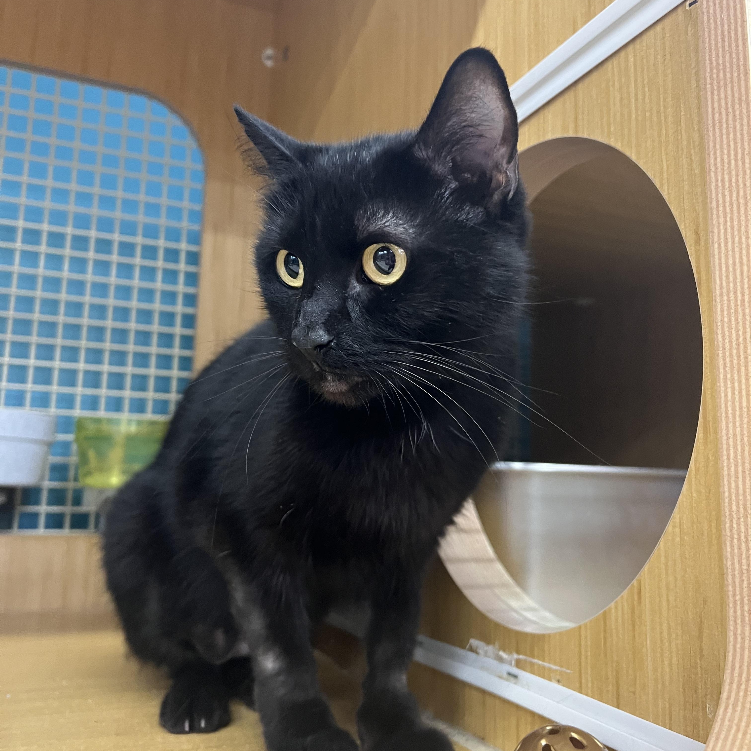 Poppy, a ADOPTABLE Domestic Short Hair in Manhattan, KS image 1/2