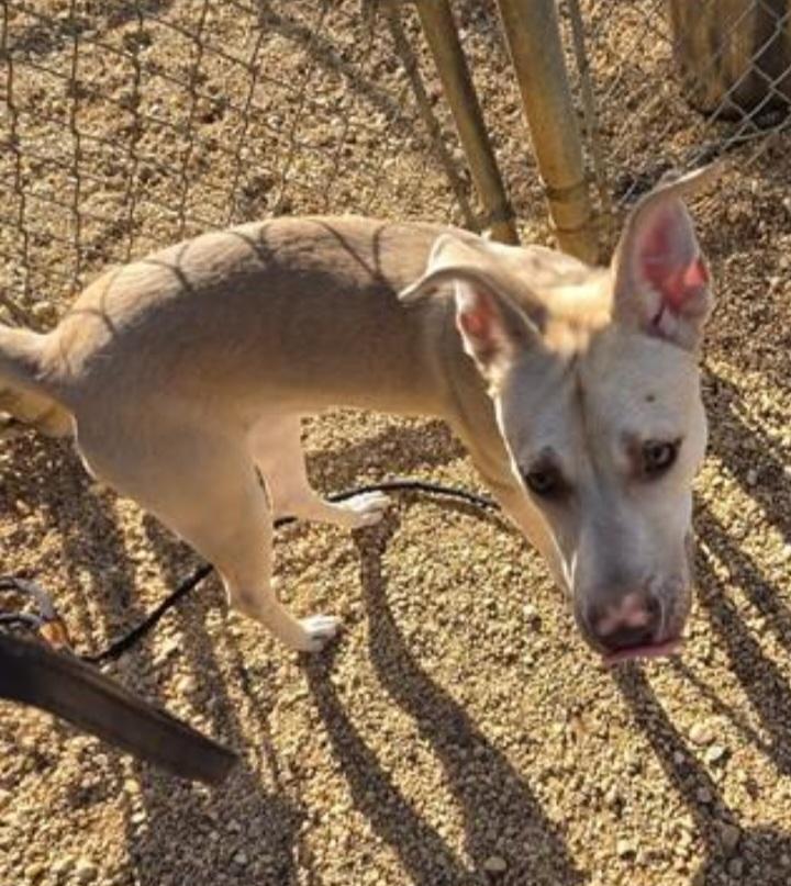 Enlarge FOSTER URGENTLY NEEDED, a Adoptable mixed breed in Hedgesville, WV image 3/3