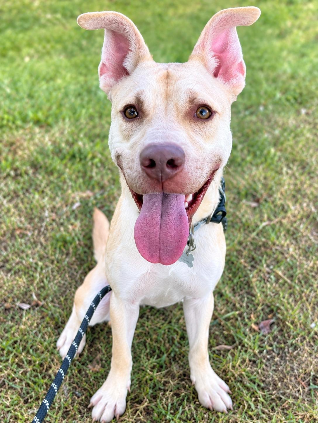 FOSTER URGENTLY NEEDED, Adoptable, Young Male German Shepherd Dog & Pit Bull Terrier.