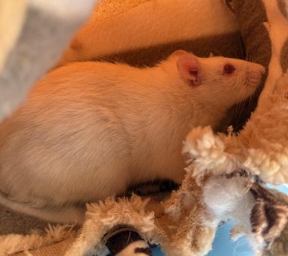 Enlarge Diablo, an adopted Rat in Richmond, VA image 1/1