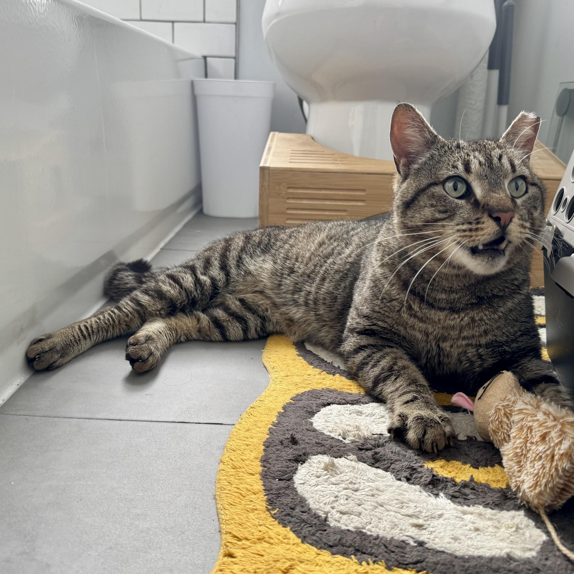 Enlarge Zeus, a Adoptable Domestic Short Hair in Long Island City, NY image 3/6