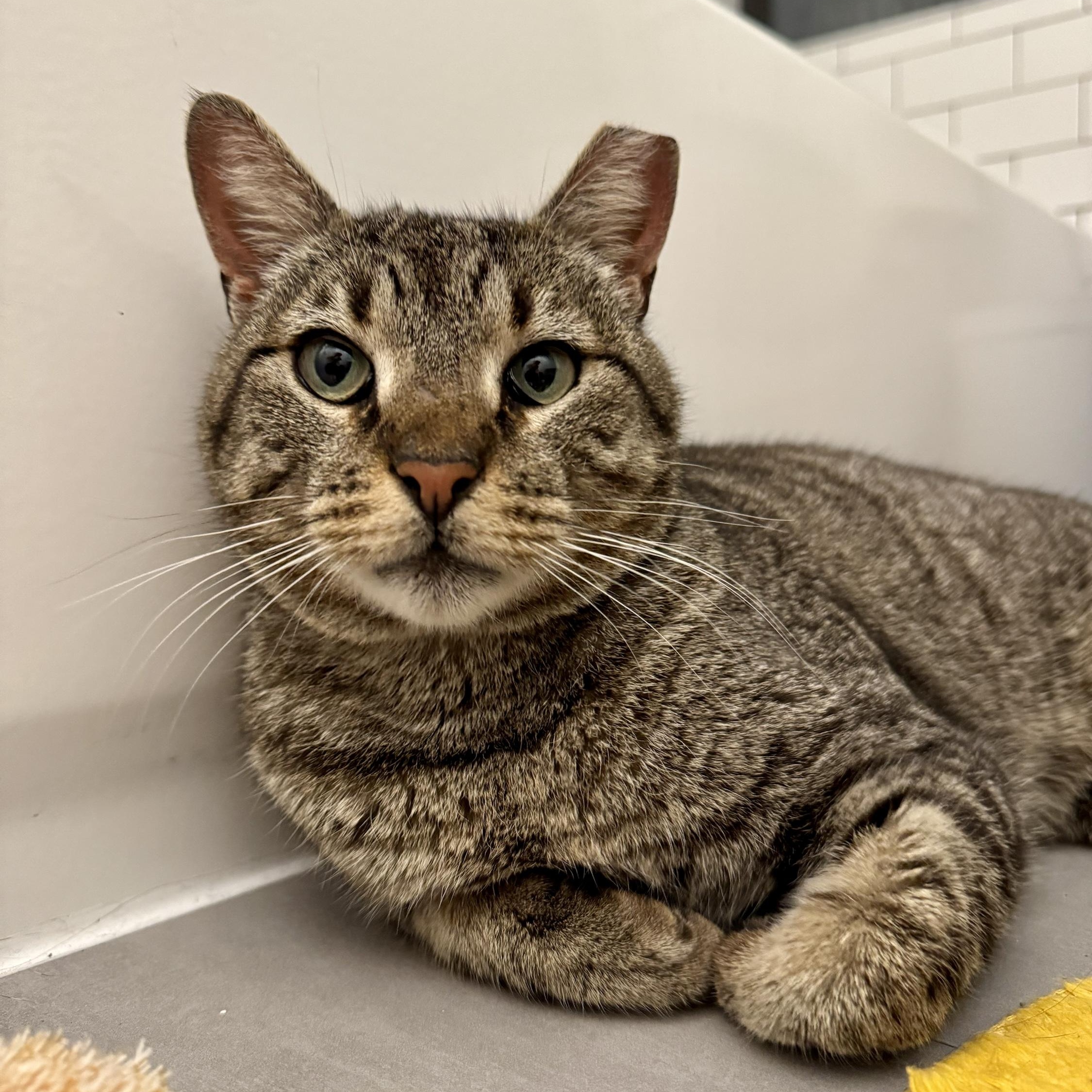 Zeus, Adoptable, Adult Male Domestic Short Hair.