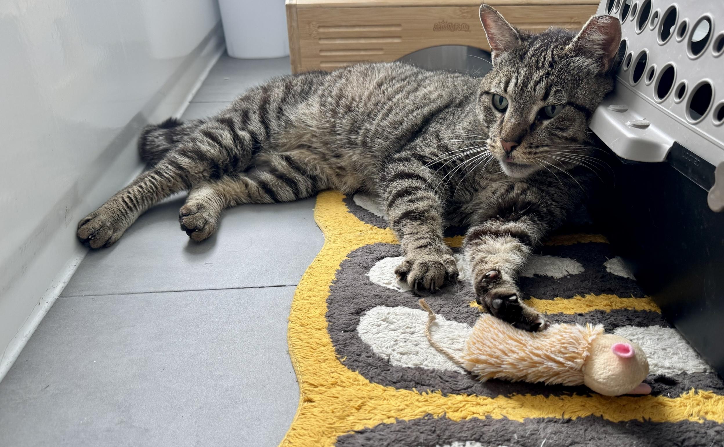 Enlarge Zeus, a Adoptable Domestic Short Hair in Long Island City, NY image 4/6