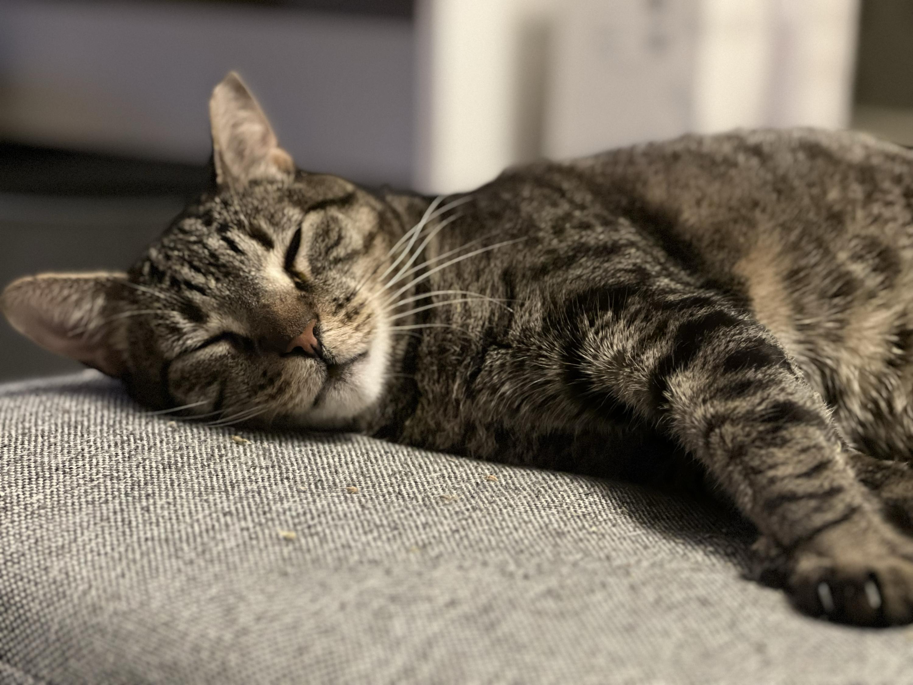 Zeus, a Adoptable Domestic Short Hair in Long Island City, NY image 4/6