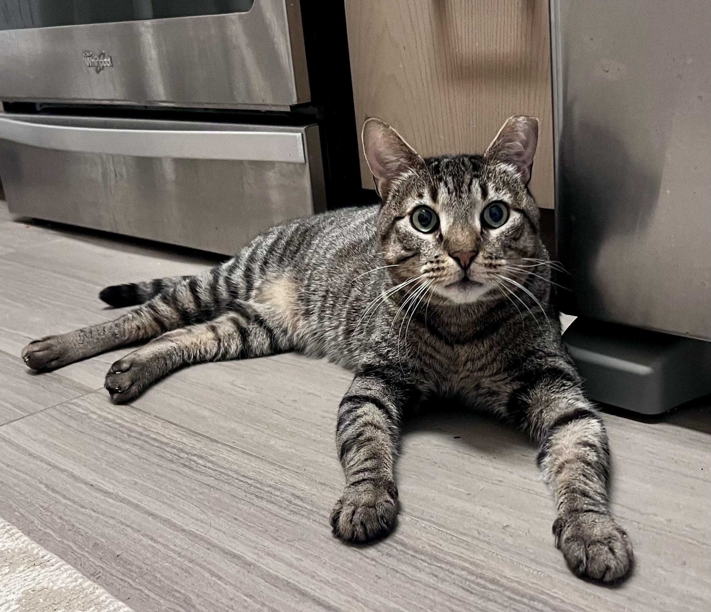 Zeus, a Adoptable Domestic Short Hair in Long Island City, NY image 3/6