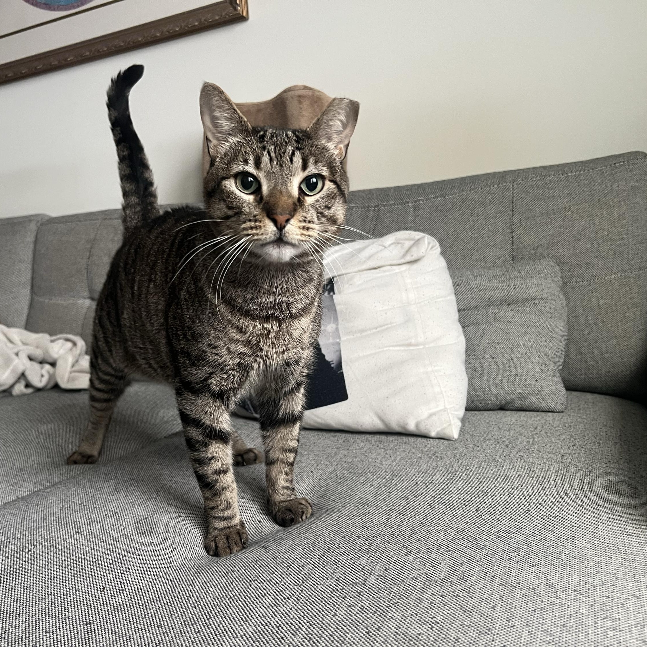 Zeus, a Adoptable Domestic Short Hair in Long Island City, NY image 1/6