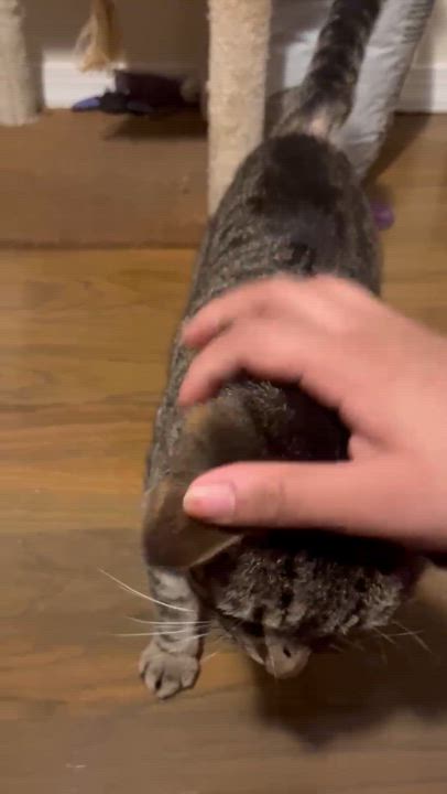 Enlarge Zeus, a Adoptable Domestic Short Hair in Long Island City, NY video 6/6